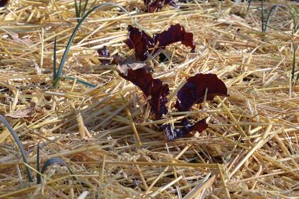 Agregar mulch protege las raíces de las plantas del frío y ayuda a conservar la humedad