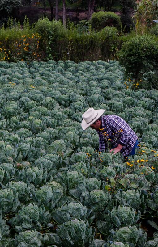 Agricultor recolectando mini vegetales
