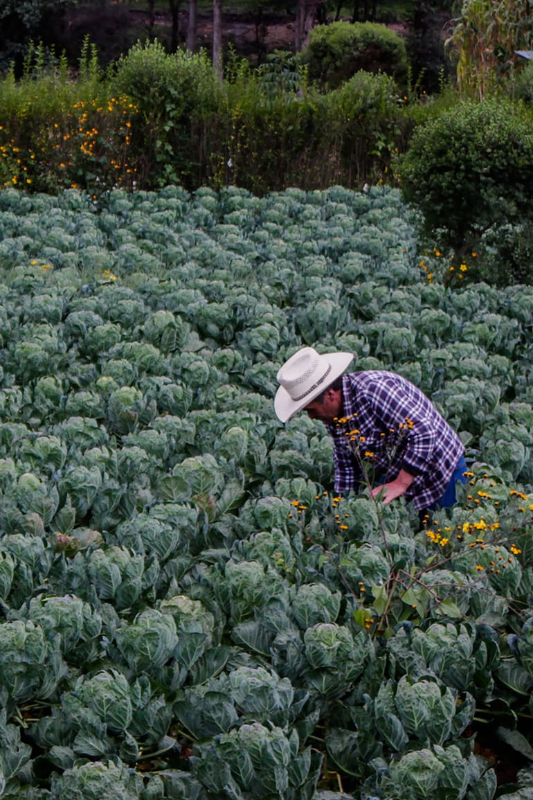 Agricultor recolectando mini vegetales
