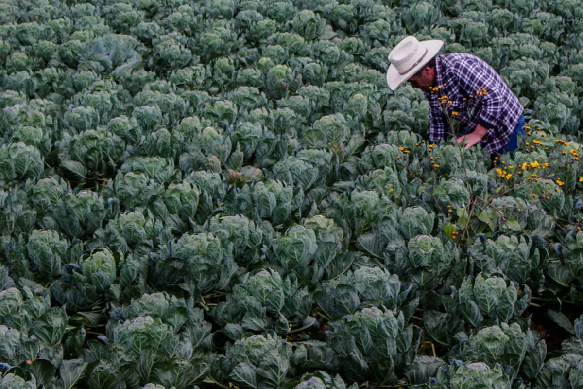 Agricultor recolectando mini vegetales