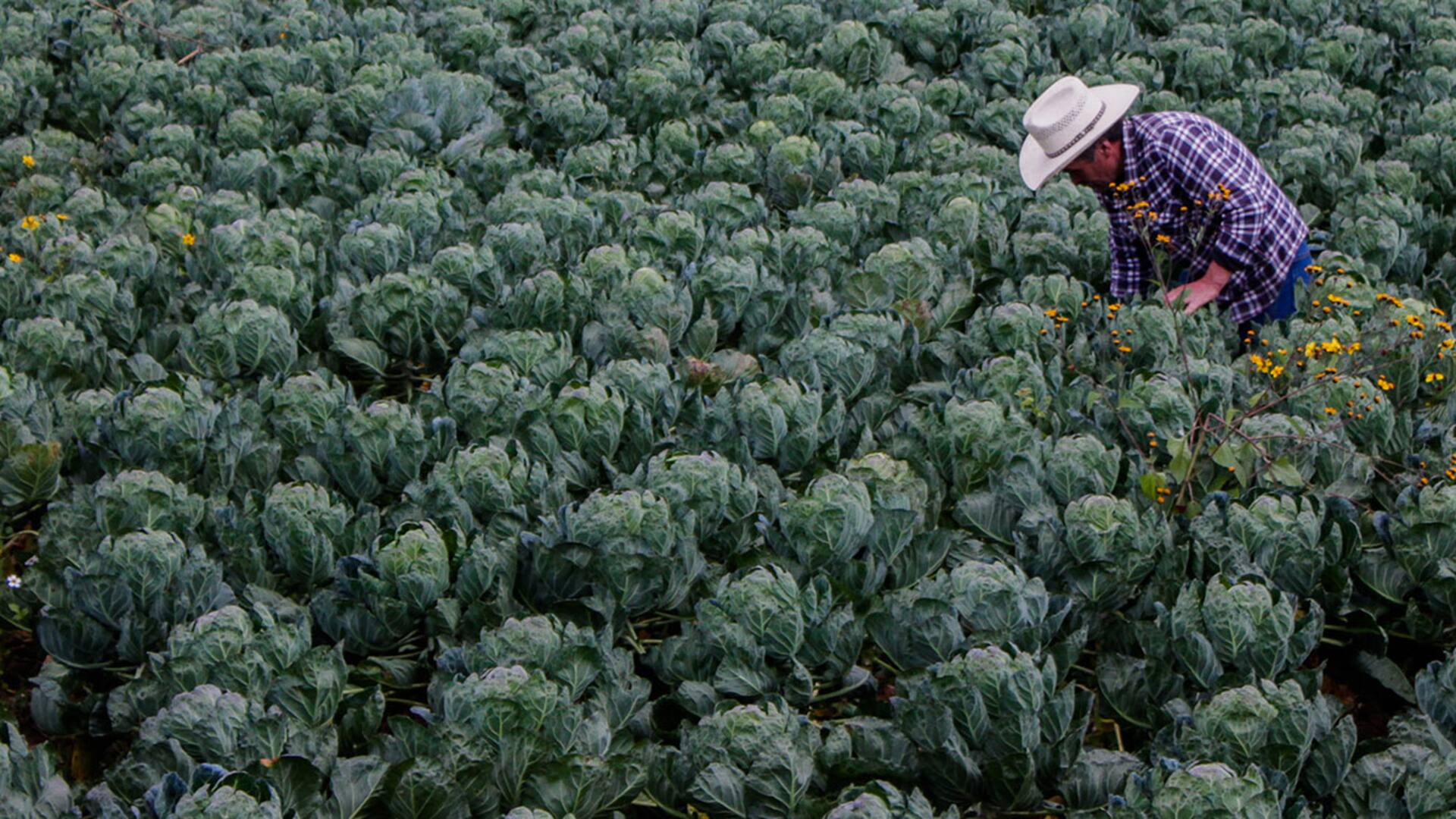 Agricultor recolectando mini vegetales