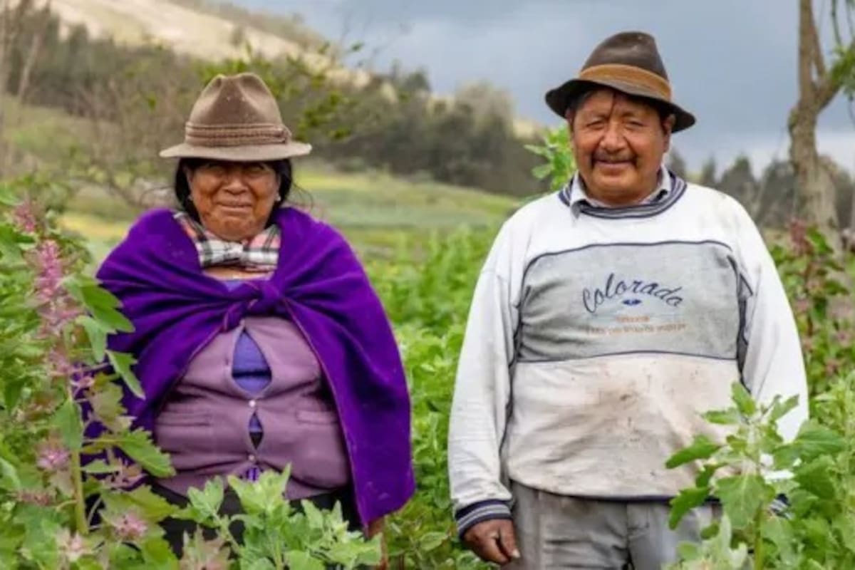 Agricultores indígenas en un campo de quinua en Ecuador