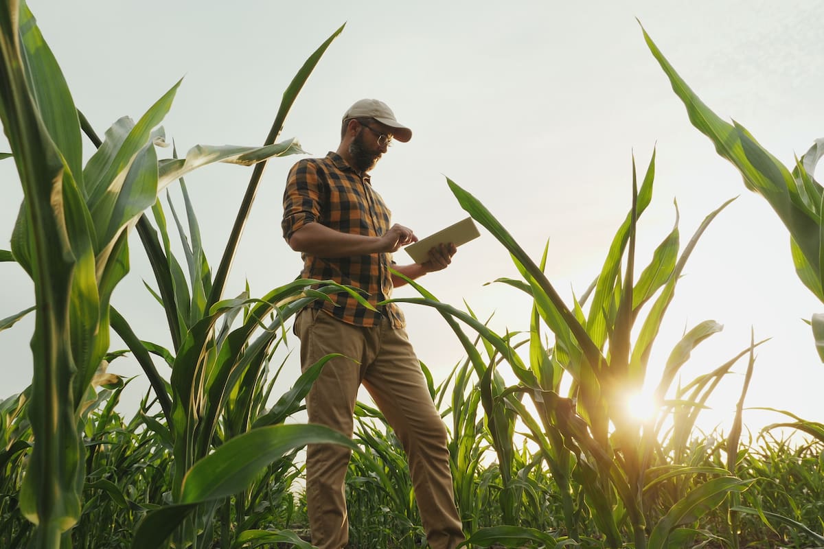 Agronomist farmer man using digital tablet computer in a young cornfield at sunset or sunrise