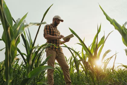 Agronomist farmer man using digital tablet computer in a young cornfield at sunset or sunrise
