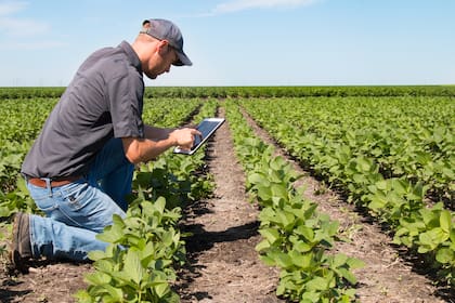 Agronomist Using a Tablet in an Agricultural FieldAgronomist Using a Tablet in an Agricultural Field