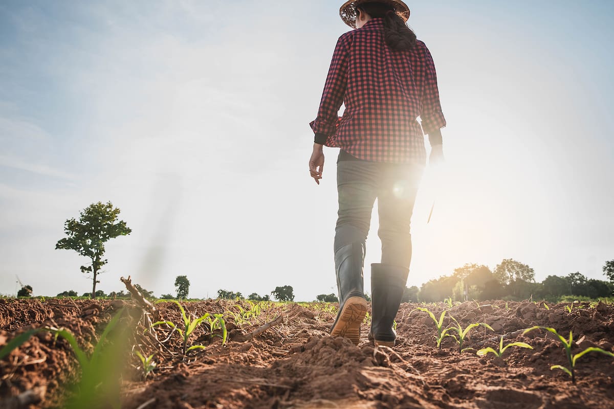 Agronomist Using tablet and Technology in Agricultural Corn Field . Farmer walking in corn field with tablet. Woman farmer with laptop and walking on harvested corn field .