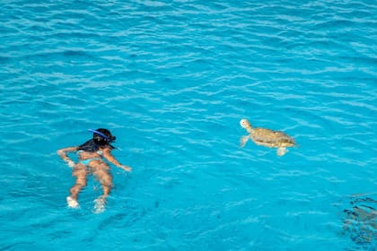 Aguas cristalinas y tortugas, dos de sus atractivos