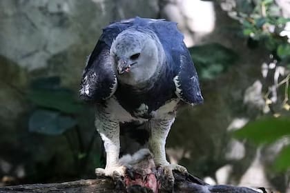Águila arpía