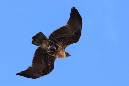 Aguilucho