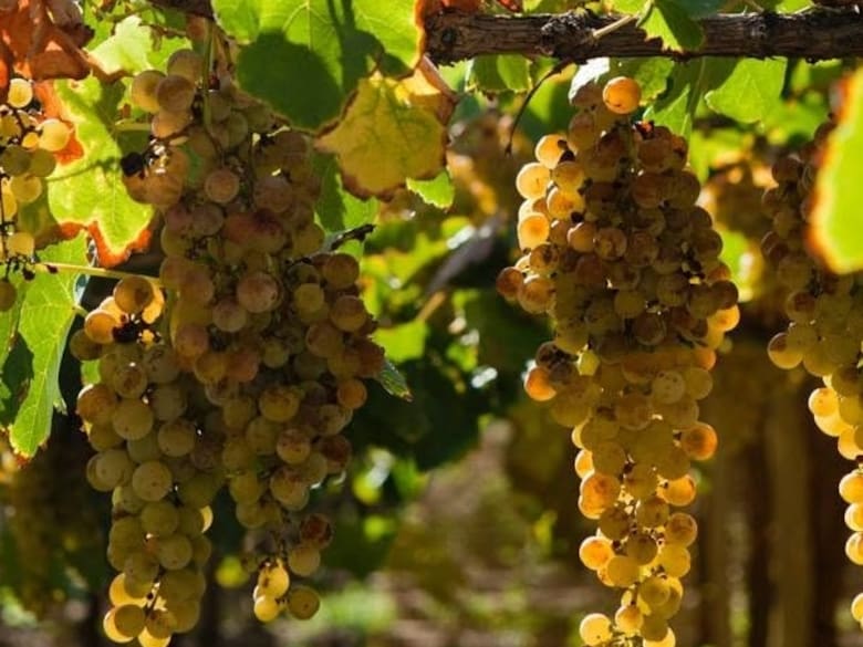 Molinos refuerza su apuesta al vino y suma una histórica bodega de los Valles Calchaquíes
