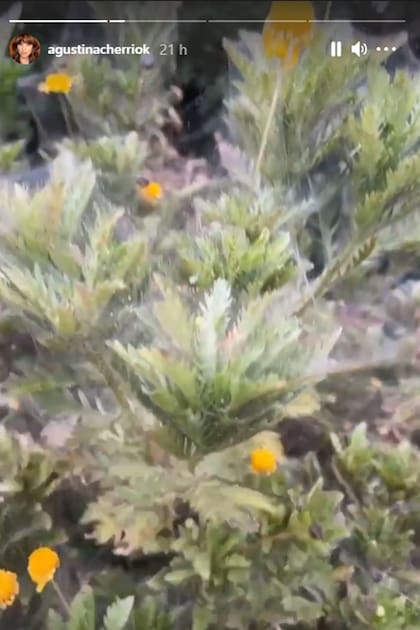 Agustina Cherri encontró su jardín infestado al volver de sus vacaciones: sus plantas están recubiertas de telarañas