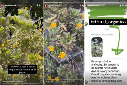 Agustina Cherri mostró su jardín infestado al volver de sus vacaciones familiares