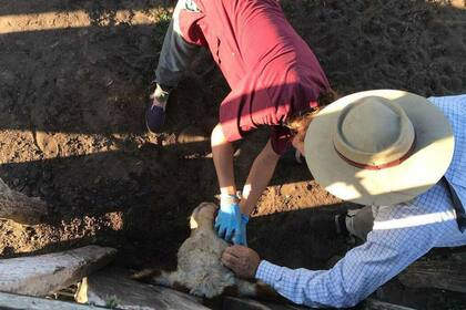 Agustina Errico, de 25 de Mayo, trabajando con un animal en la manga