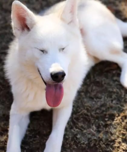 Ahora el perro se encuentra en perfecto estado y ya tiene una nueva familia. Fuente: Pet Angels Rescue