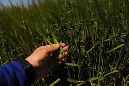 “Ahora se espera una mayor aplicación de fertilización que estaría asegurando alcanzar rindes promedios”, dijo la BCR