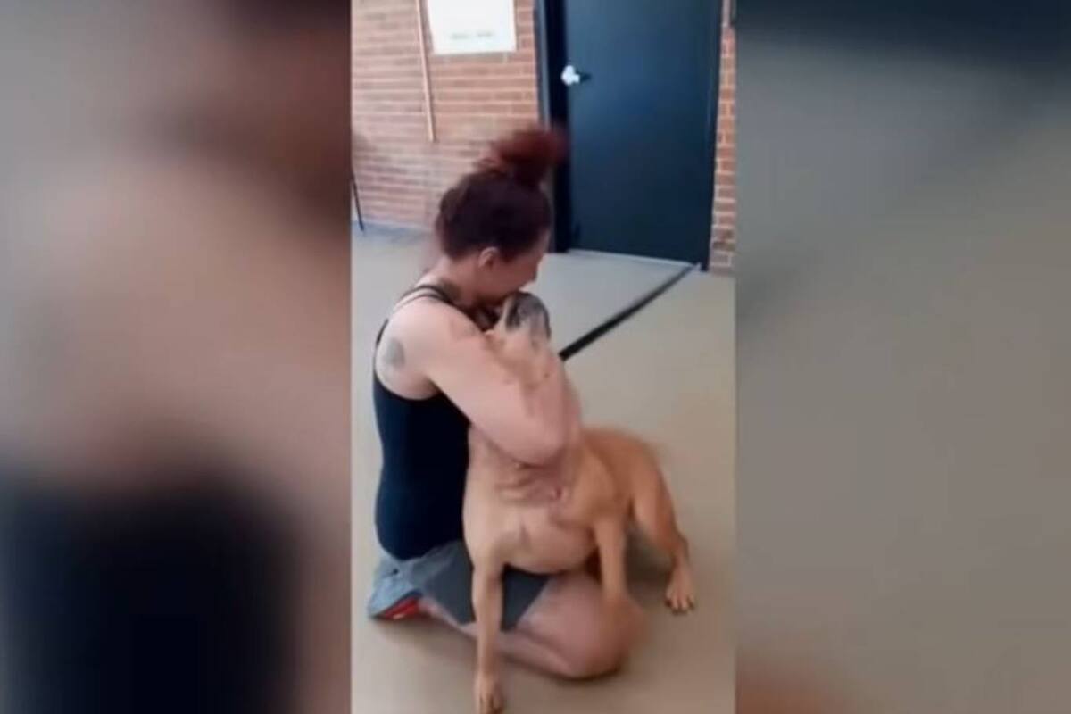 Aisha Nieves había perdido a su mascota Kovu dos años atrás, y lo reencontró en un refugio de animales en adopción, y bajo el nombre de Ash