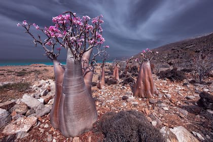 Aislada en el Océano Índico, la isla tiene un paisaje exótico que parece de otro planeta