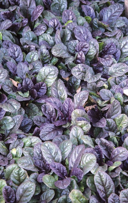 Ajuga reptan