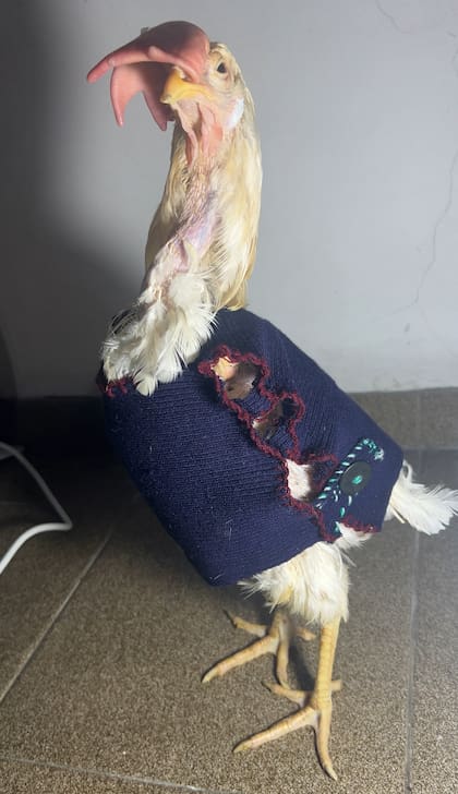 Akira debió pasar por dos cirugías en las que se amputar sus alas.