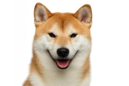 Akita