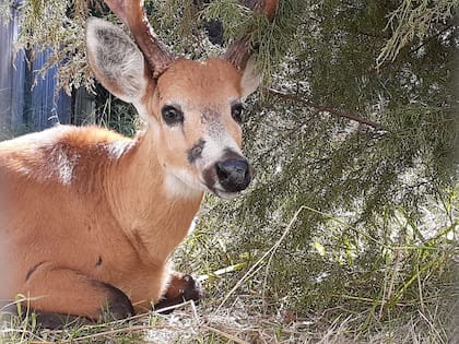 Akuán cursó la recuperación de su herida en el Centro de Recuperación de Especies de la Fundación Temaikén. Crédito: CRET.