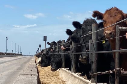 Al 1° de septiembre, la ocupación de los establecimientos relevados por la Cámara Argentina de Feedlot se ubicó en el 71,56%, por debajo del 75,46% registrado un mes antes