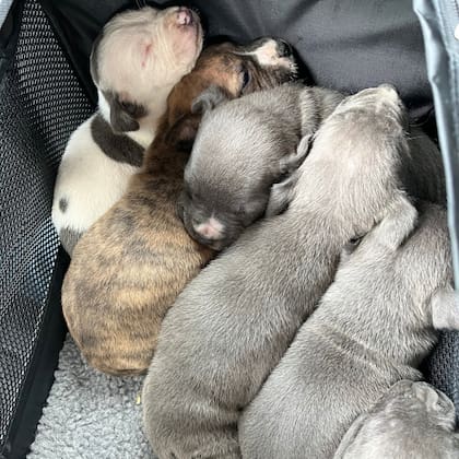 Al acercarse a la cucha los rescatistas descubrieron una camada de cachorros acurrucados.