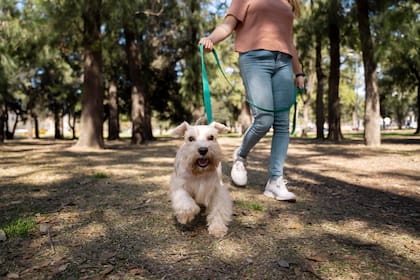 Al aire libre los perros pueden estar más expuestos a una intoxicación (Foto: Freepik)