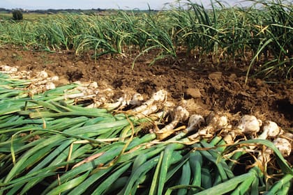 Al ajo (Allium sativum) es bueno asociarlo con rosales, crucíferas y berenjenas porque repele a los áfidos o pulgones