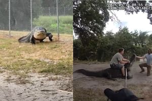 Al cocodrilo "dinosaurio" se lo vio en las calles de Florida; la policía local y los especialistas lograron trasladarlo al sur del estado