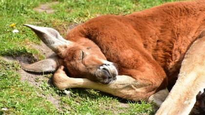 Al consumir alcohol, los animales tienden a dormirse