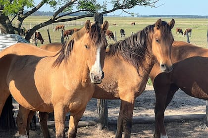Al criador de caballos César Sagario ya se le murieron 20 animales por la enfermedad transmitida por los mosquitos