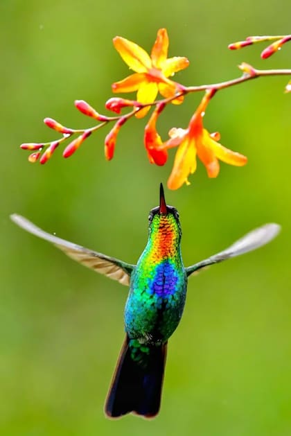 Al descansar, los colibríes cambian su temperatura corporal