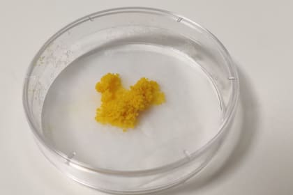 Al espacio viajarán cuatro blobs