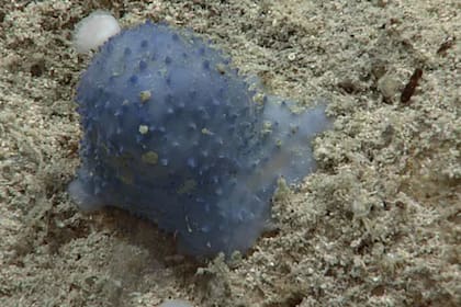 Al explorar el océano, se encontraron con esta criatura azul