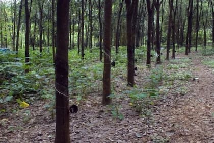 "Al final una mayor deforestación de esos cultivos comerciales es una mala noticia para el clima, para la biodiversidad, para la gente, y se necesita pensar sobre ello de forma cuidadosa", advirtió Warren-Thomas