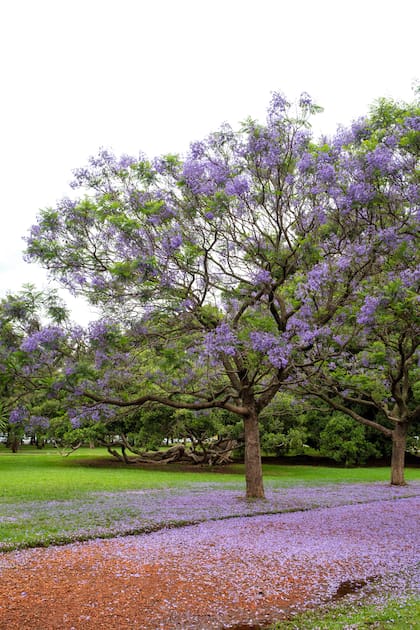 Al florecer antes de emitir hojas, estas especies hacen visible cada detalle de su estructura y multiplican el impacto de la floración