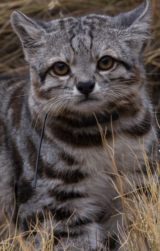 Al Gato Andino se lo conoce como el “fantasma de Los Andes” porque casi no se ve