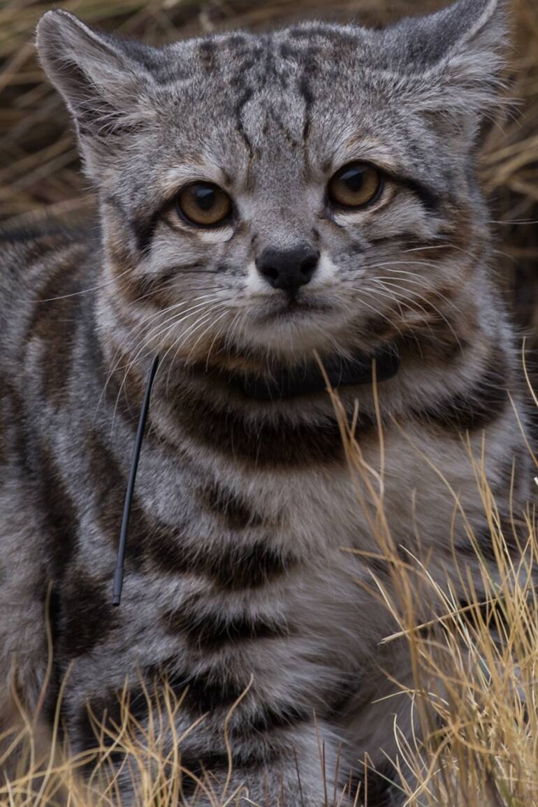 Al Gato Andino se lo conoce como el “fantasma de Los Andes” porque casi no se ve