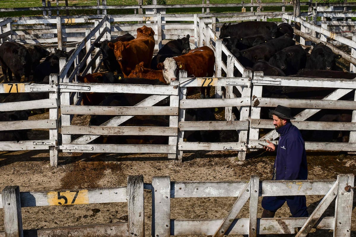 Al Gobierno le preocupa los precios del Mercado de Hacienda de Liniers. Estudia que no haya compras de exportadores