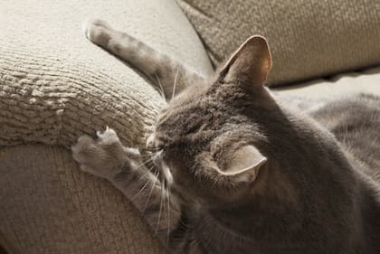 Al hacerlo, los felinos realizan actividad física y estiran su cuerpo