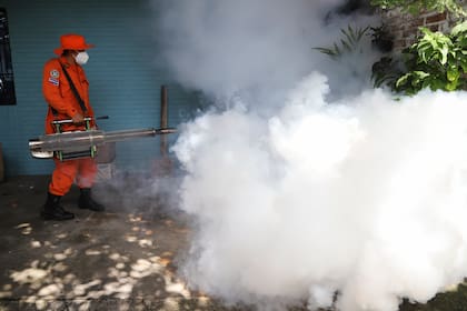 Al igual que con el dengue o el zika, el virus Oropouche se transmite por la picadura de un mosquito, en este caso el Culex (AP Foto/Salvador Meléndez, Archivo)