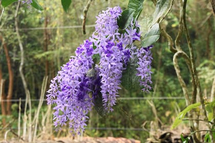 Al igual que la glicina, Petrea volubilis llama la atención con sus flores violáceas