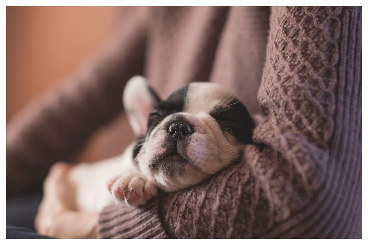 Al igual que los humanos, los perros sueñan cuando duermen