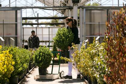 Al igual que los productos agropecuarios, las plantas deben viajar con su documentación en regla para cruzar provincias sin riesgos