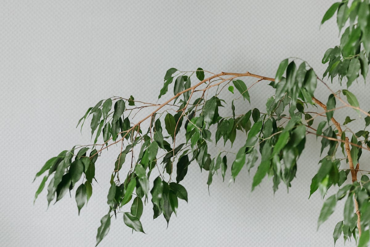 Al igual que otras especies del género (como Ficus lyrata o Ficus elastica) el Ficus benjamina es un árbol
grande hacia su madurez que tolera la sombra.