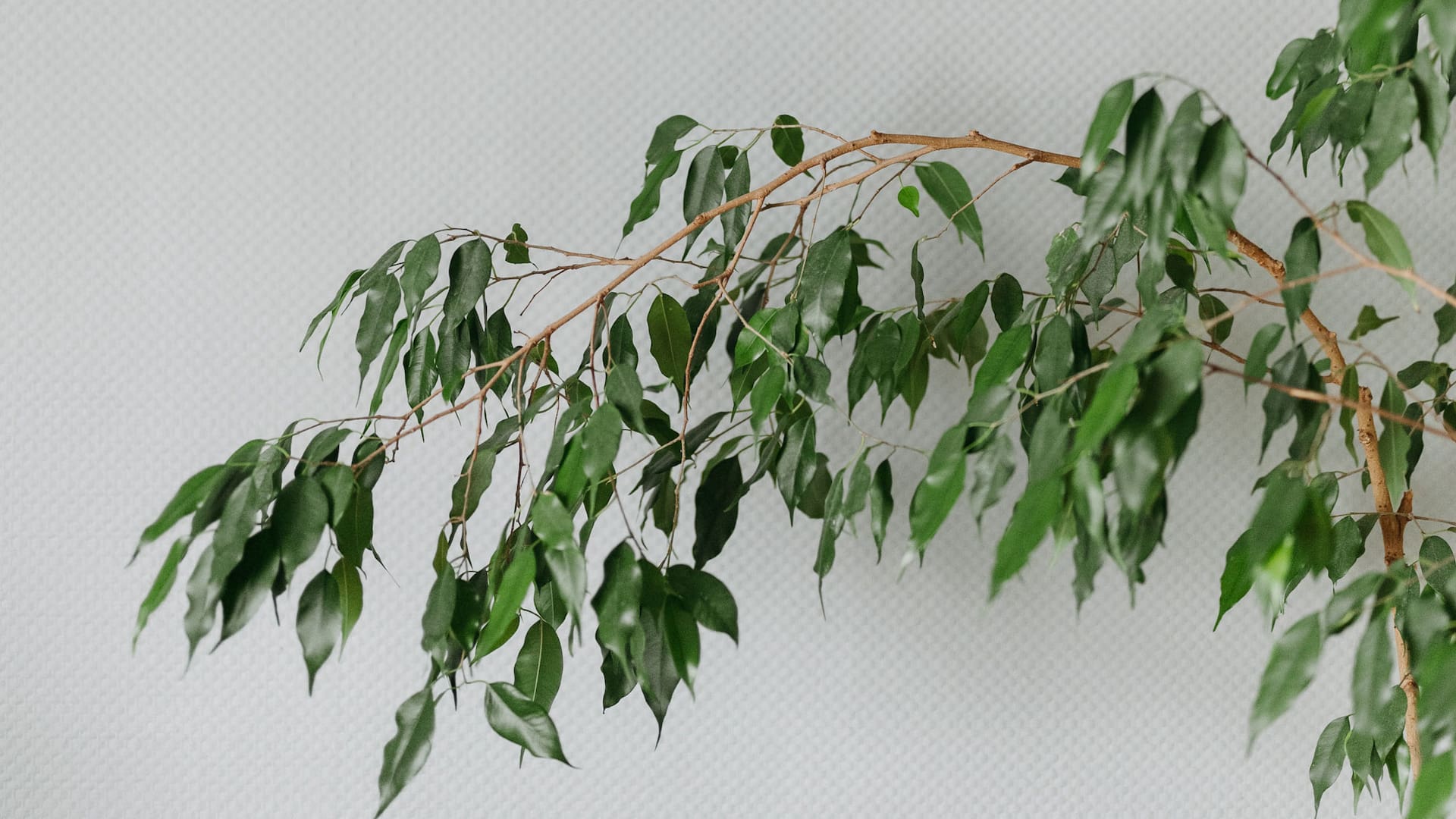 Al igual que otras especies del género (como Ficus lyrata o Ficus elastica) el Ficus benjamina es un árbol
grande hacia su madurez que tolera la sombra.