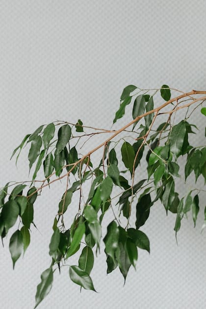Al igual que otras especies del género (como Ficus lyrata o Ficus elastica), el Ficus benjamina es un árbol grande cuando alcanza su madurez. Tolera bien la sombra.