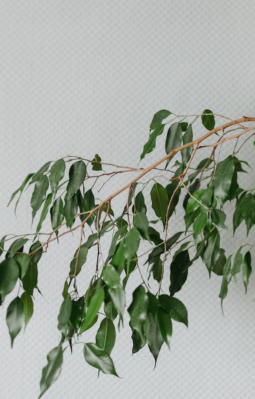 Al igual que otras especies del género (como Ficus lyrata o Ficus elastica) el Ficus benjamina es un árbol
grande hacia su madurez que tolera la sombra.