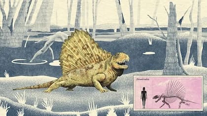 Al igual que otros sinápsidos tempranos, el Dimetrodon habría tenido un andar extendido que recordaba al de los cocodrilos